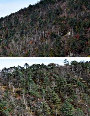 지리산 반야봉 일대 구상나무 고사, 기후변화가 원인